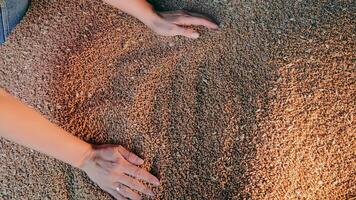 Hands Engulfed in Wheat Grains, Close-up of hands sinking into a mound of wheat grains, depicting agriculture and harvest. video