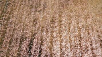 grano detergente processi nel silo Visualizza a partire dal sopra, dall'alto al basso prospettiva di cereali essere elaborato nel un' silo, rivelatrice intricato modelli. video