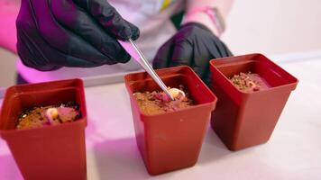aanplant een genetisch gewijzigd fabriek. een Onderzoek assistent planten een soja zaad in de laboratorium. aanplant een soja zaailing. video