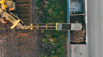 Aerial top view Loading sugar beet into a truck for further transportation to the destination. video