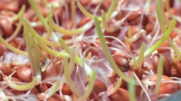 germogliato semi di soia macro sparo. in crescita semi di soia nel il laboratorio avvicinamento. video