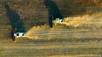 mietitrici raccolta semi di soia nel un' campo a tramonto. aereo Visualizza su superiore soia raccogliere video