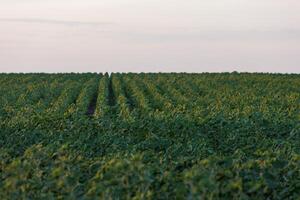 spring sunflower field before blooming photo