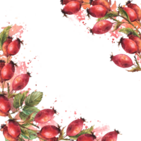 Cadre de sauvage églantier. branche rouge bruyère des fruits, chien Rose baies, vert feuilles avec aquarelle éclaboussures main tiré illustration pour bannière, Publier carte, médical étiqueter. modèle png