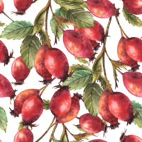 ramo do selvagem rosehips com vermelho Briar frutas, cachorro rosa com verde folhas. desatado padronizar mão desenhado aguarela ilustração rótulo imprimir, papel de parede, invólucro papel, tecido fundo png