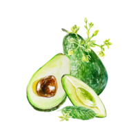 Avocado Aquarell, Frucht, Hälfte, Stück, Blume. Illustration. Design Element zum Karten, Einladungen, Essen Produkte, Kosmetika, Etiketten, Abdeckungen, Verpackung. png