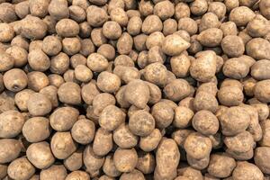 pile of dirty raw unpeeled potatoes - full frame background photo