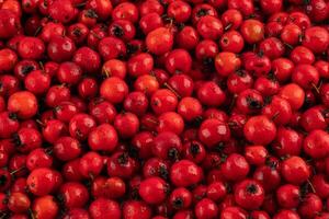 pile of red hawthorn berries full frame background and texture photo