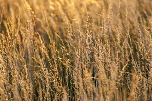 Dry yellow wild grass close-up full-frame background with selective focus photo