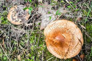 paxillus involutus seta en el bosque de cerca. foto