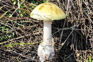 The most poisonous mushroom Amanita phalloides in the forest close-up. photo