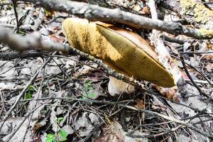 el grande seta boleto edulis crece en un conífero bosque. foto