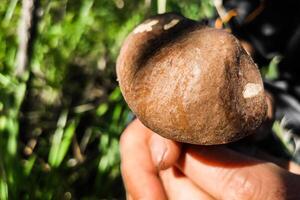 Leccinum on the background of a birch forest, mushroom harvest photo