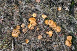 Mushroom Suillus bovinus in the forest close-up. photo