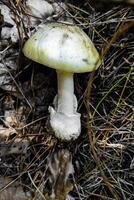 The most poisonous mushroom Amanita phalloides in the forest close-up. photo