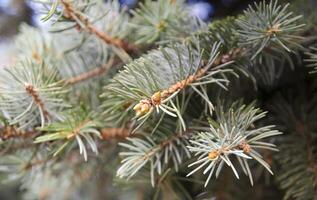 Fur tree branches photo