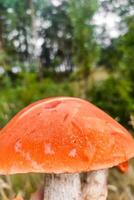 L. aurantiacum on the background of a green forest, mushroom harvest. photo