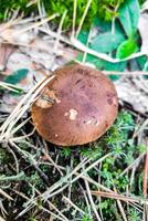 Mushroom Tricholoma fulvum in the forest close-up. photo