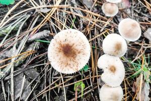 Mushroom rhodocollybia maculata in the forest close-up. photo