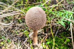 seta macrolepiota procera de cerca. foto