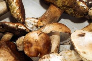 Boletus edulis on a table made of brown boards preparation for eating. photo