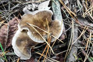 Mushroom Rhodocollybia butyracea in the forest close-up. photo