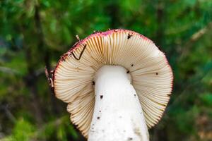 Mushroom Russula lamellar hymenophore in the forest close-up. photo