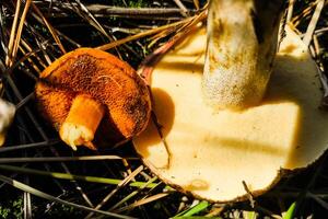 Mushroom Chalciporus piperatus and Suillus close-up comparison. photo