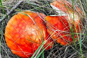 seta venenoso amanita muscaria crece en el otoño bosque. foto