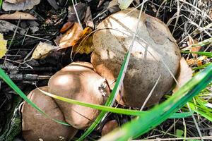 leccinum crecer en el césped en el abedules, el cosecha de hongos. foto