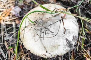 The most poisonous mushroom Amanita phalloides in the forest close-up. photo