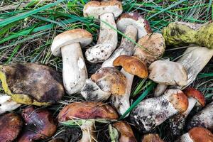 L. aurantiacum, Boletus edulis, Leccinum scabrum mushroom harvesting. photo