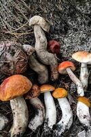 L. aurantiacum, Boletus edulis, Leccinum scabrum mushroom harvesting. photo