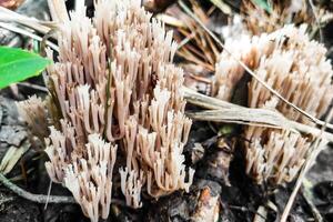 Artomyces pyxidatus mushroom in the forest close-up. photo