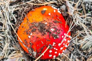 Mushroom poisonous amanita muscaria grows in the autumn forest. photo