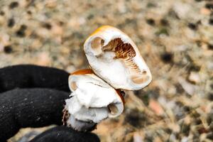 cortinarius seta de cerca. foto