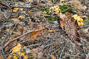 Mushroom Hypholoma fasciculare in the forest close-up. photo