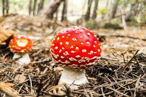 seta venenoso amanita muscaria crece en el otoño bosque. foto