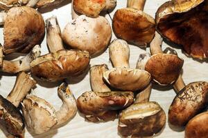 Boletus edulis on a table made of brown boards preparation for eating photo