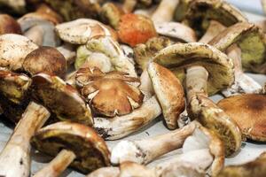 Boletus edulis on a table made of brown boards preparation for eating. photo