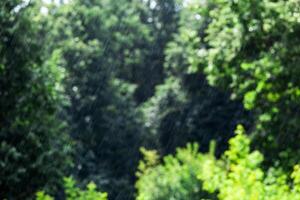 long and fast rain drops falling in green forest at sunny and windy conditions photo