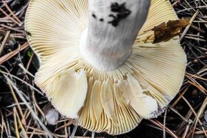 Mushroom Russula lamellar hymenophore in the forest close-up. photo