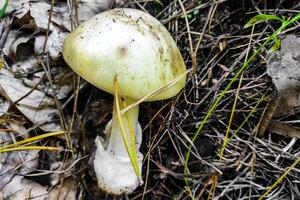 The most poisonous mushroom Amanita phalloides in the forest close-up. photo