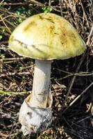 The most poisonous mushroom Amanita phalloides in the forest close-up. photo