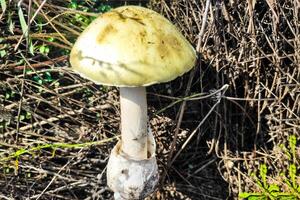 The most poisonous mushroom Amanita phalloides in the forest close-up photo