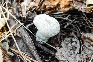 Lycoperdon perlatum seta en el bosque de cerca. foto