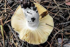 Mushroom Russula lamellar hymenophore in the forest close-up. photo