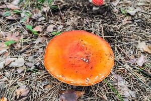 seta venenoso amanita muscaria crece en el otoño bosque. foto