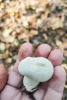 Lycoperdon perlatum seta en el bosque de cerca. foto