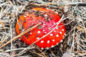 Mushroom poisonous amanita muscaria grows in the autumn forest. photo